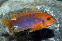 Iodotropheus sprengerae Makakola reef