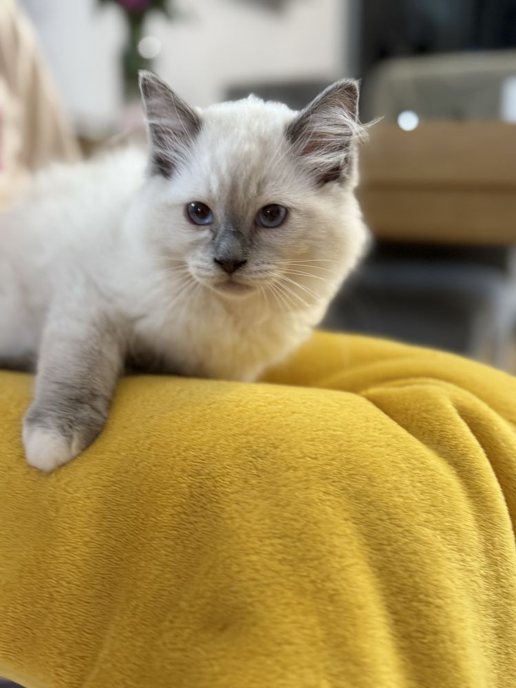 Kotka Ragdoll z rodowodem promocja  wakacyjna