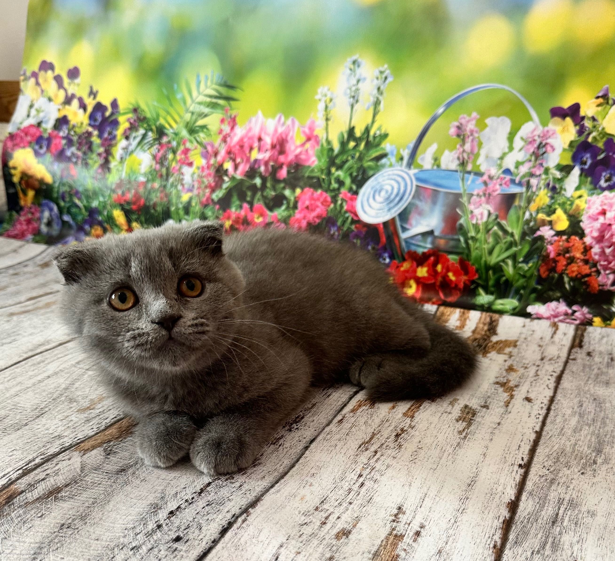 Scottish Fold macho