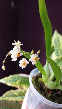 Орхидея мини онцидиум твинкль аромат