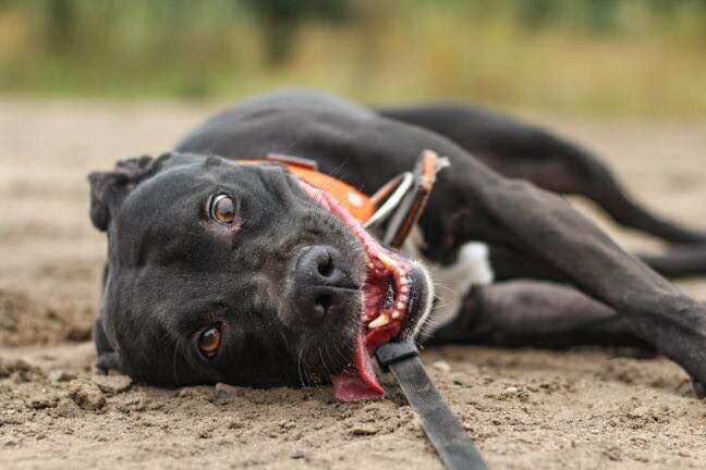 suczka pitbull do adopcji pit bull amstaff