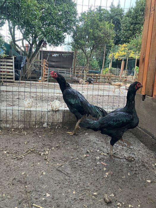 Casal de shamos adulto