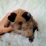 Króliki miniaturki Mini lop z dokumentacją