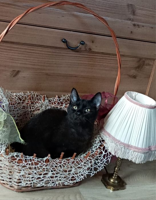 Malutka kotka Bella szuka domku