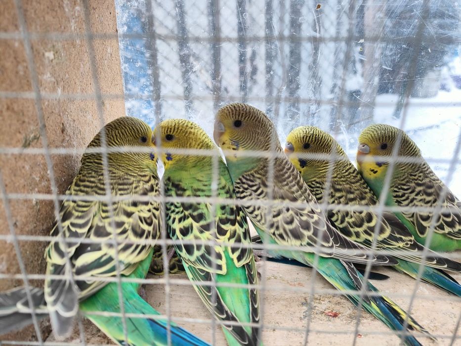 Młode Papugi faliste