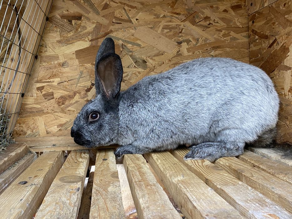 Кролі Полтавське срібло