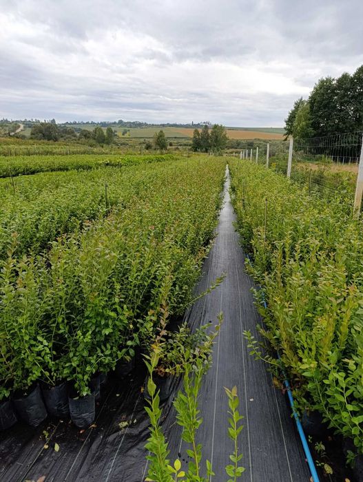 Саджанці лохини голубика борувка АКЦІЯ