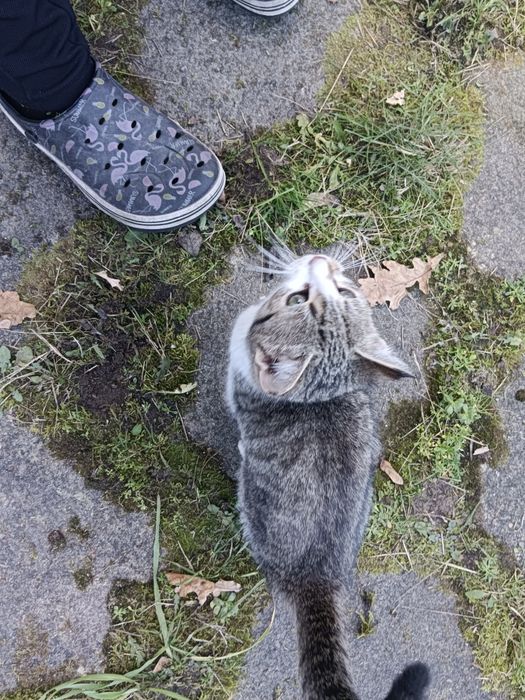 Oddam kotkę w dobre ręce