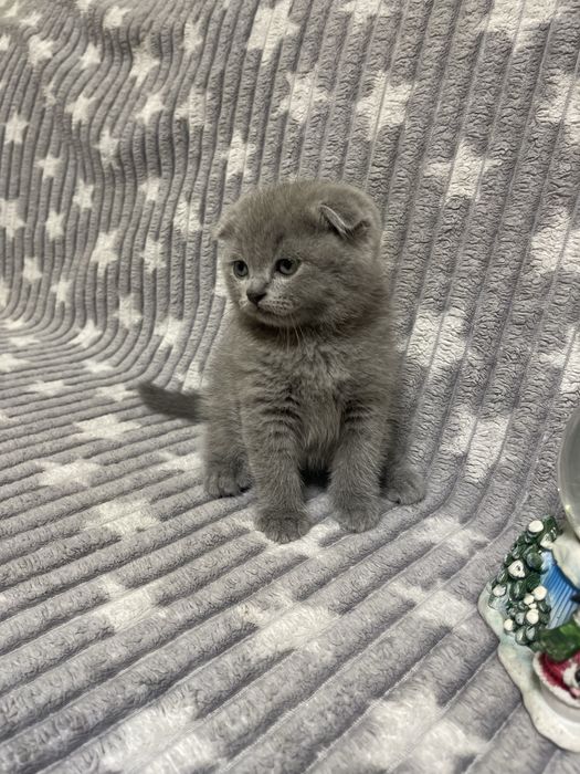 Котятка шотладські вислоухі