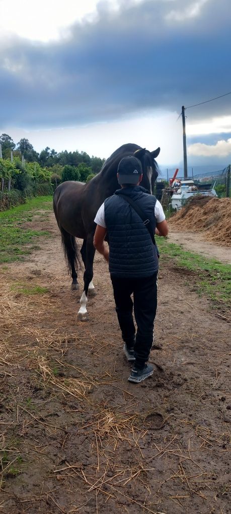 Vendo cavalo muito meigo