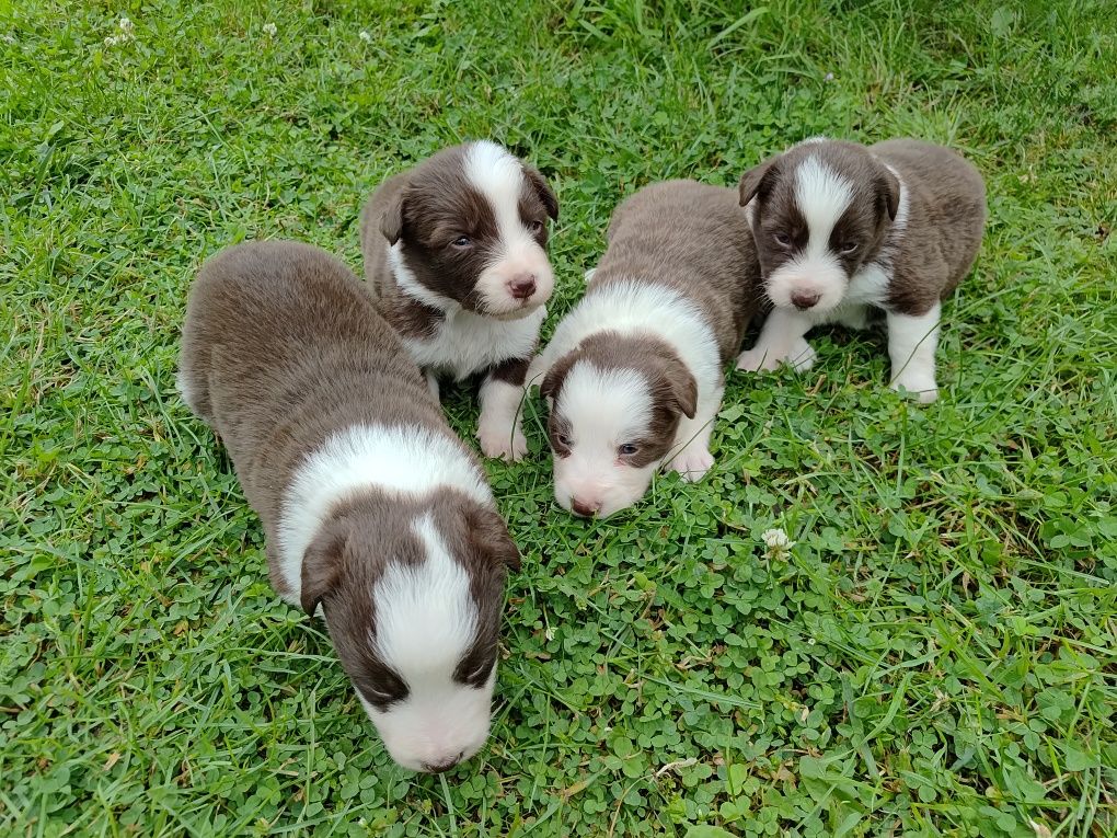 Border Collie dziewczynka Czekoladowo Biała