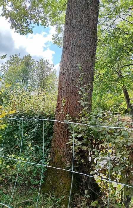 Jesion kłoda do ścięcia