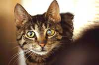 Iris kot do adopcji ze schroniska 5 lat tigris kotka miła drobna domek