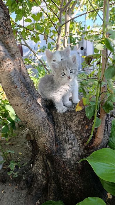 Кошенята шотландські метиси в добрі руки