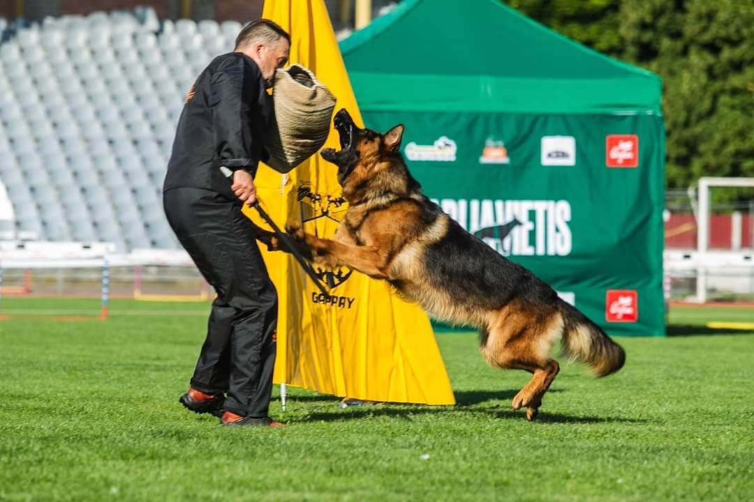 Owczarek niemiecki szczeniak