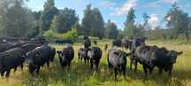 Krowa Angus, Stado krów Angus Czarny