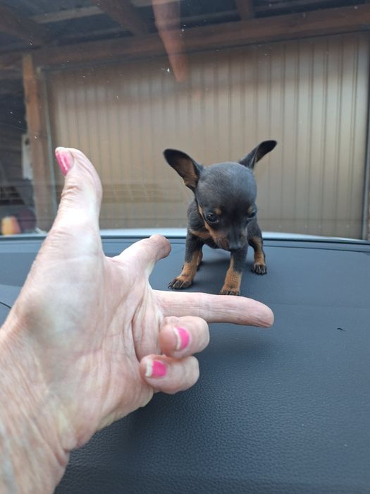 Ratlerek krysalik prawdziwa unikatowa miniaturka