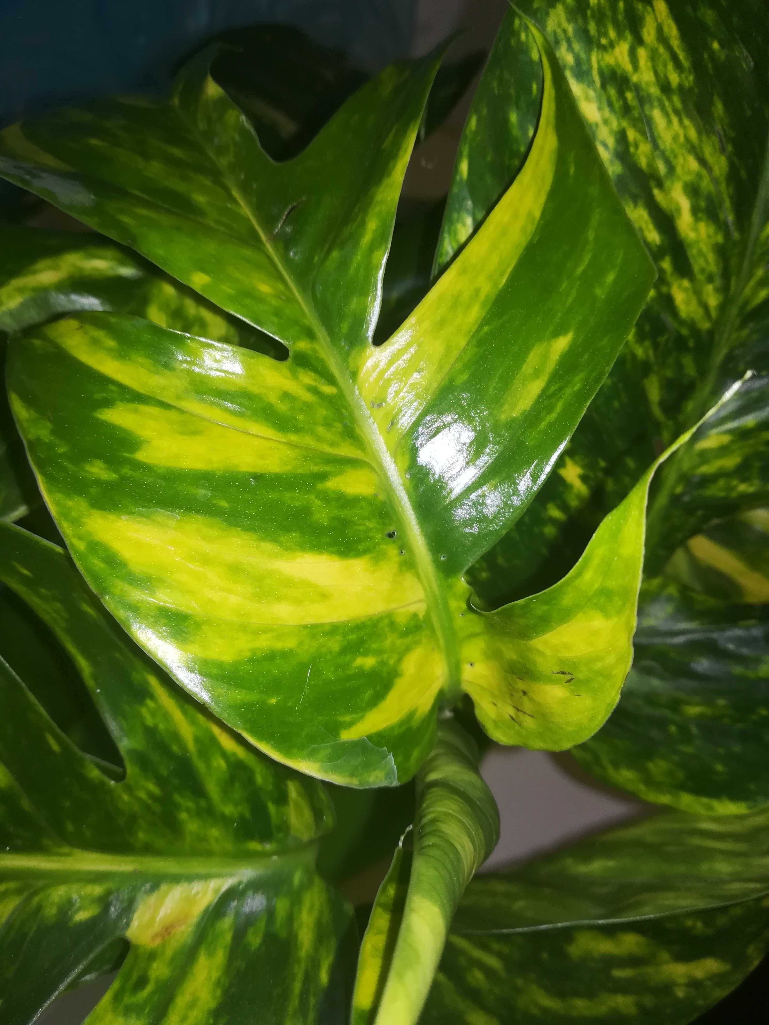 Эпипремнум . Epipremnum pinnatum Yellow  Flame . Голдфингер.