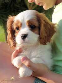 Cavalier King Charles Spaniel FCI  ZKwP SUCZKA