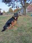 Luna roczna owczarka niemiecka do adopcji
