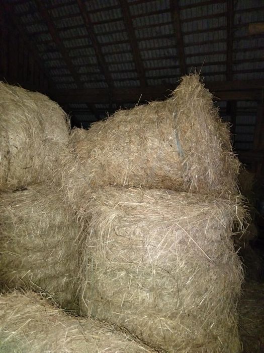 Siano w belach/ suche siano/ bele siana 120 na 60