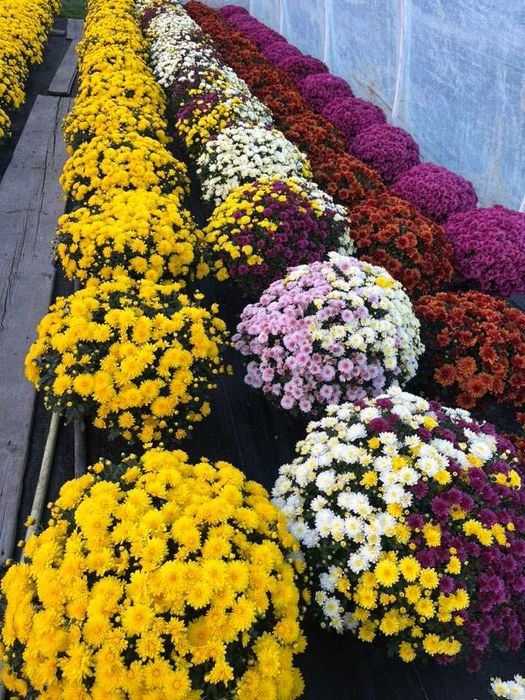 Chryzantemy drobnokwiatowe - Świebodzice Ciernie