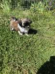 Suczka Shih Tzu.