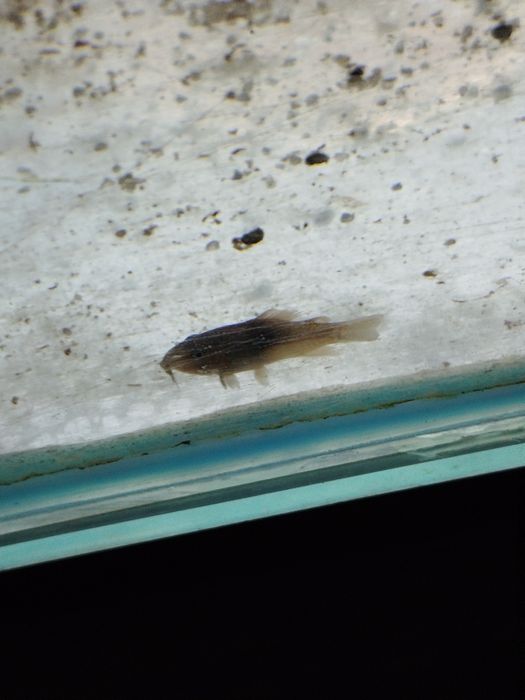 Tenho muitas coridoras