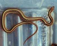 Wąż Thamnophis sirtalis Flame samiczka