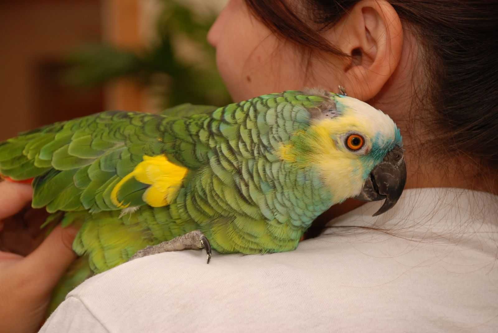 Попугай Амазон Синелобый - ручные птенцы выкормыши