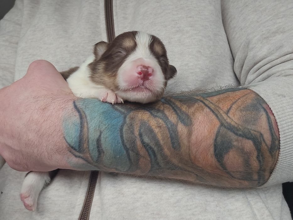 Border Collie ZKwP FCI pies brązowy tricolor aktualizacja 12.12