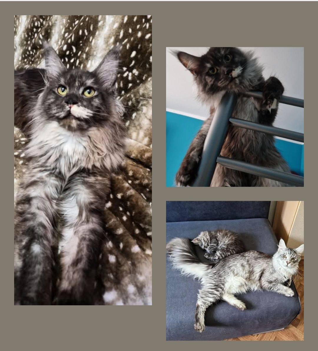 Rezerwacja Maine Coon, rodowód FPL