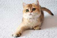 Золотой плюшевый котик