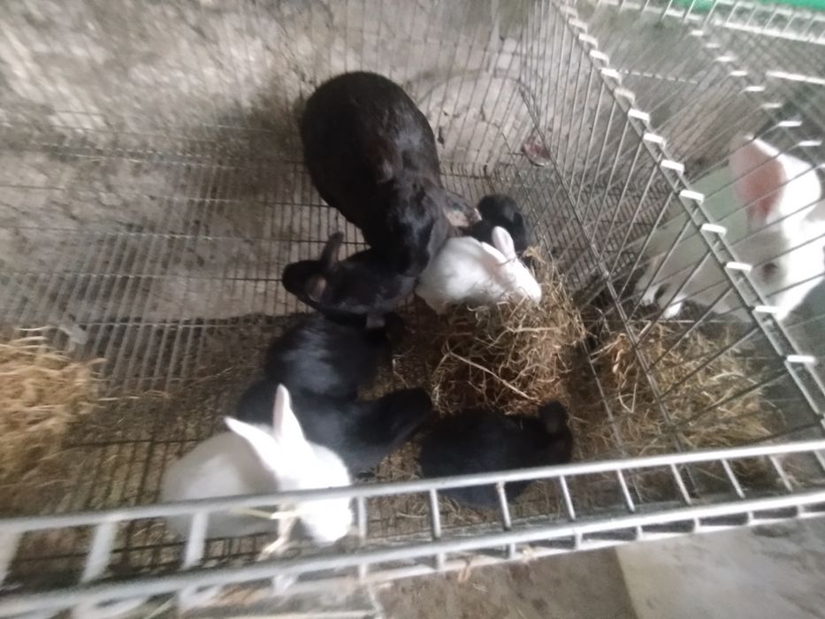 Vendo coelhos com 2 meses de idade