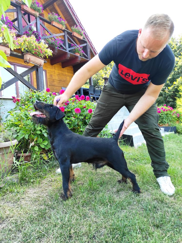 Jagdterier terier niemiecki szczenię