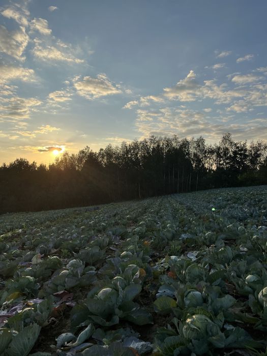 Kapusta szatkowana / kapusta kiszona