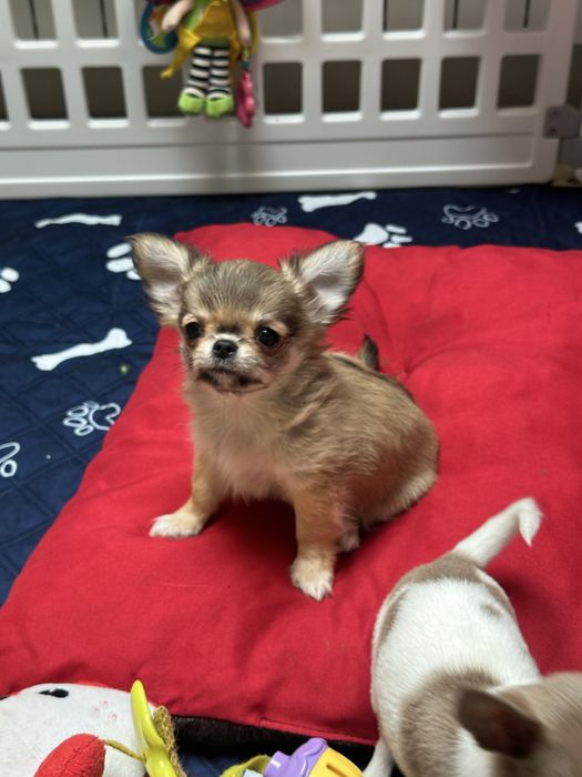 CHIHUAHUA  chłopiec  długowłosy :)