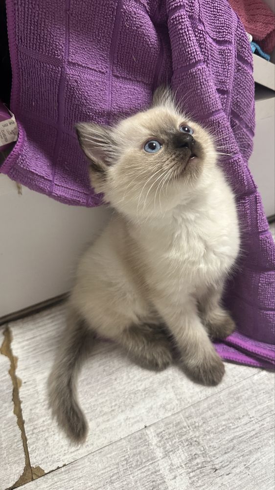 Sorzedam kotkę rasy Ragdoll