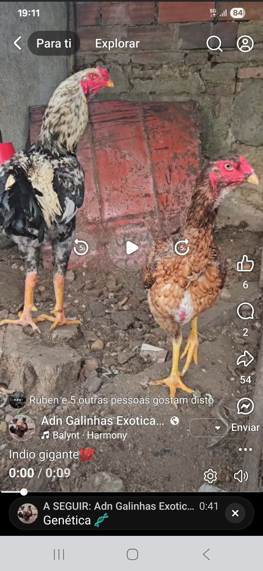 Casal indio gigante
