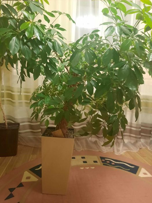 Вазони шефлери для офісів
