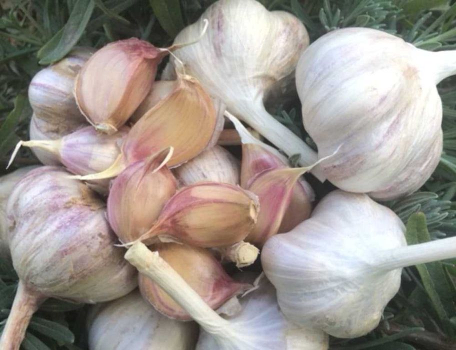 Czosnek zimowy Harnasz