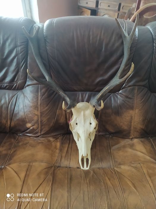 Poroze duże chyba jelenia