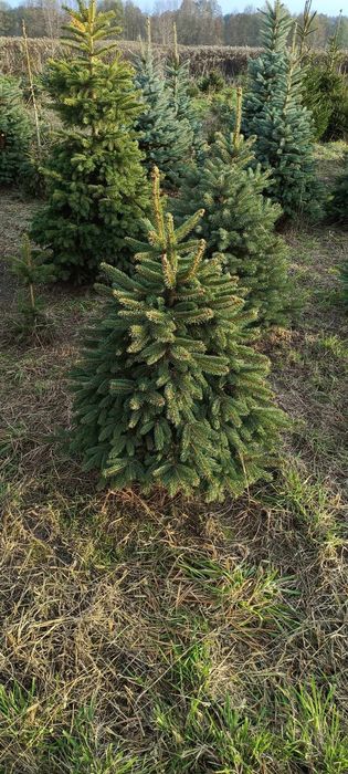 Świerk zielony ,srebrny, jodła kaukaska