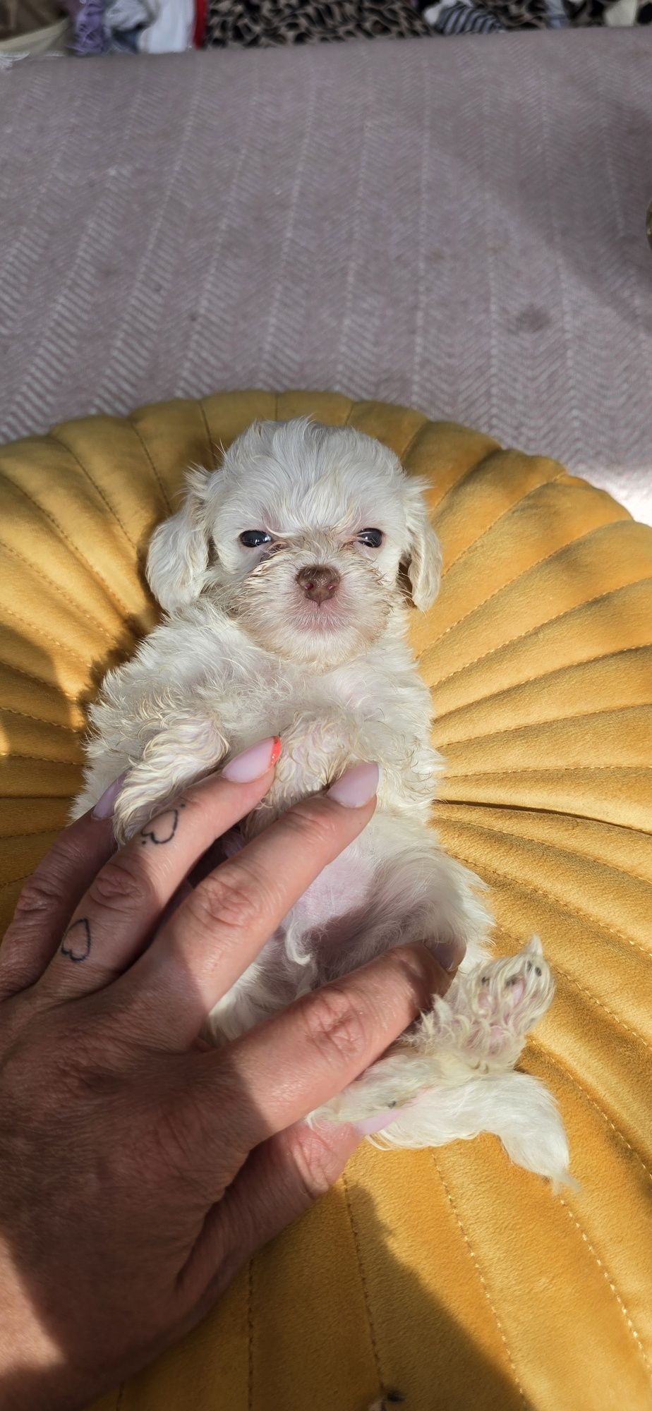 Malutki.Maltipoo