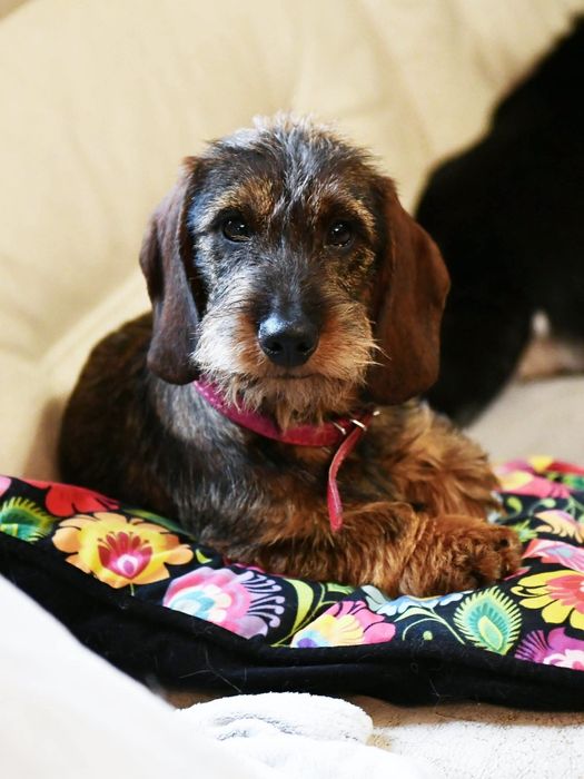 Jamniczka szorstkowłosq standardowa 6 miesiecy ZKwP FCi Warszawa