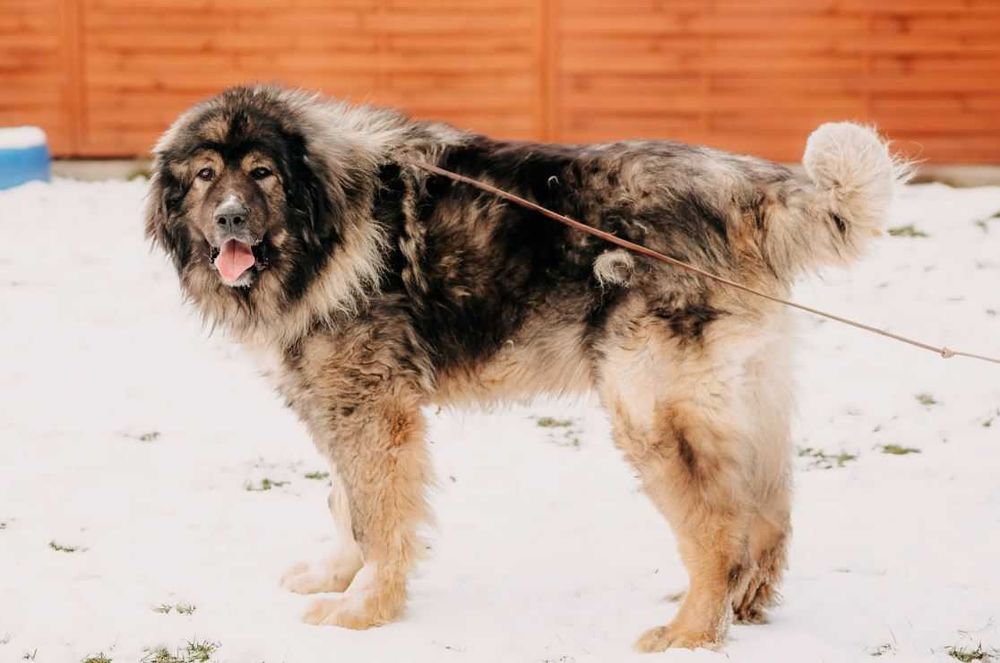 Owczarek kaukaski Gucio poleca się do adopcji!!!