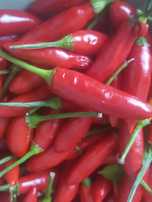 100 Sementes 2023 Piri-piri/Malagueta/Jindungo