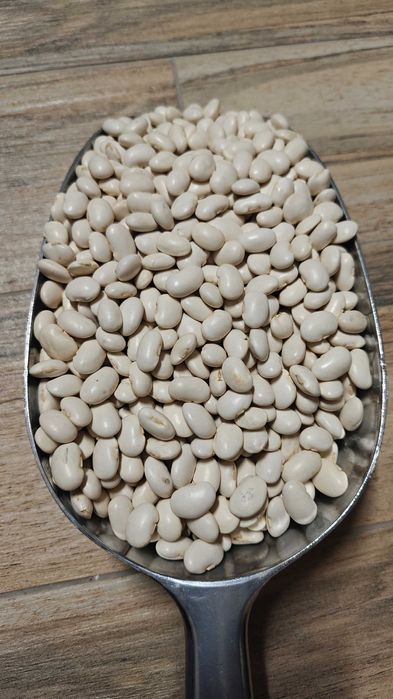 Fasola Jaś Karłowy