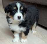 Border Collie suczka tricolor  przebadani rodzice do odbioru