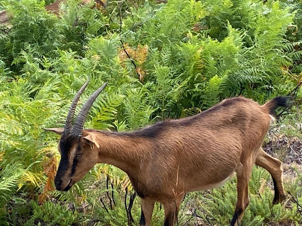 Rebanho de cabras para venda